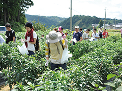 夏だ！山古志収穫祭－かぐら南蛮と和牛スペシャル－