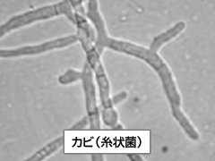 子ども理科工作・実験教室①身の回りの微生物を観察してみよう