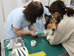 動物のお医者さんだから見えること