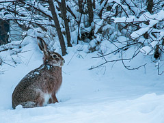 雪と暮らす