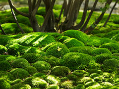 さりげない緑の癒し－苔の魅力－