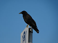 どうして街で暮らせるの？－カラスの生態－