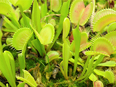 植物っておもしろい！－食虫植物・くらしの中の植物－