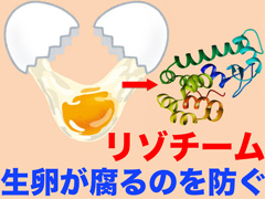 酵素ってなに？－生き物になくてはならない酵素の働きを知ろう－