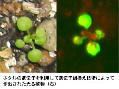 人の手で遺伝子を操作する－遺伝子組換え技術って？－