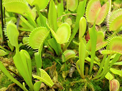 植物っておもしろい！－食虫植物・くらしの中の植物－