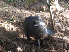 長岡の果てまで行ってるぅ～！？鳥獣ハンターのおしごと