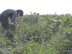 ヨソモノが伝える長岡のモッタイナイ！－長岡の地域おこし協力隊－