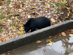 過去から学ぶ、鳥獣被害対策